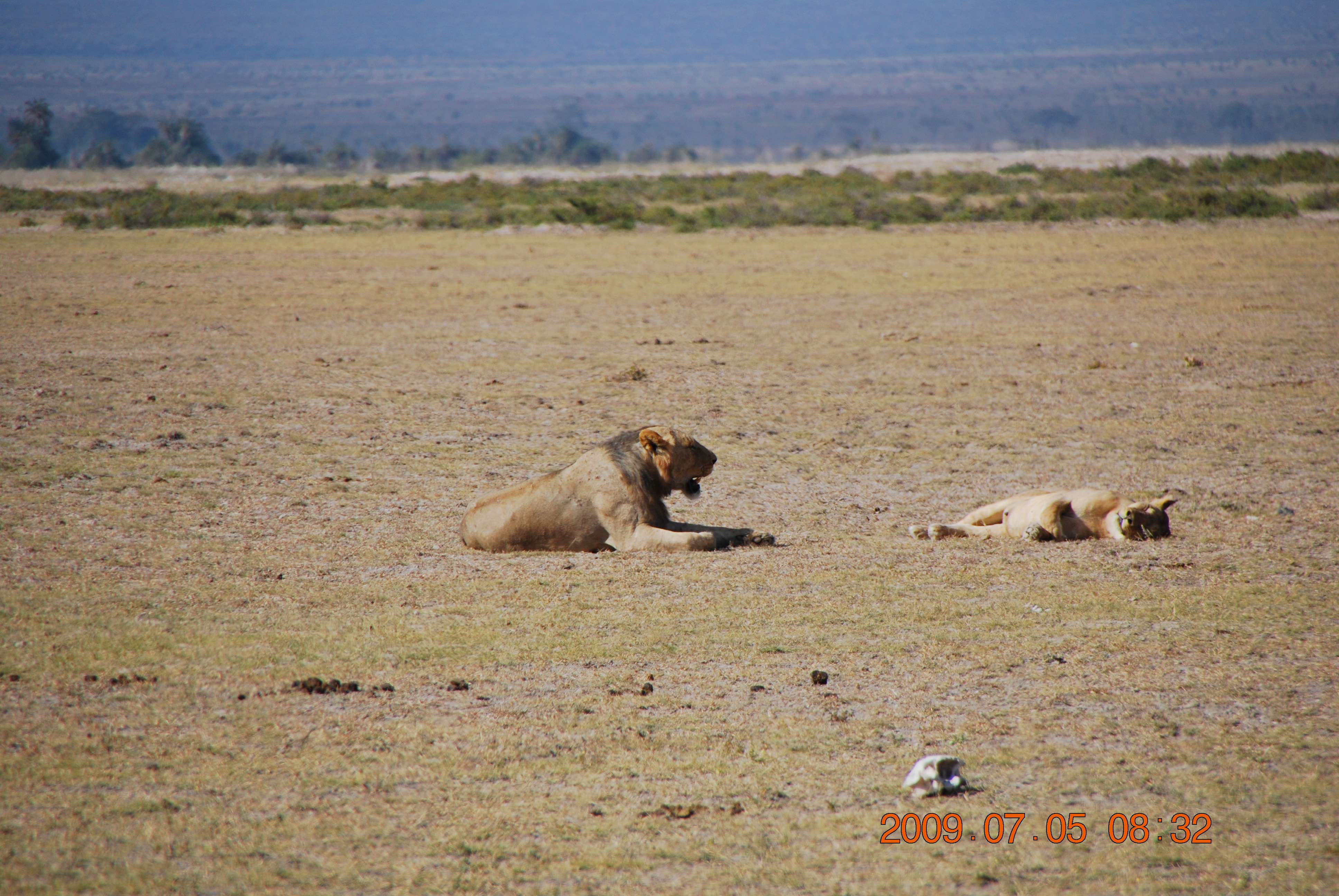 Amboseli, el descubrimiento de Africa - Kenia una experiencia inolvidable (2)